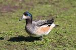 Chiloe wigeon