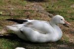 Snow goose