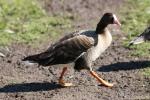 Lesser white-fronted goose