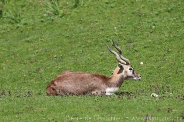 Blackbuck