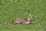 Blackbuck