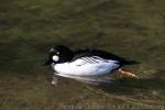 Common goldeneye