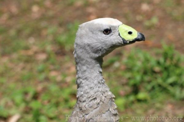 Cape Barren goose