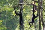 Red-cheeked crested gibbon