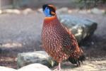 Temminck's tragopan