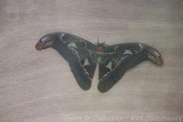 Atlas moth