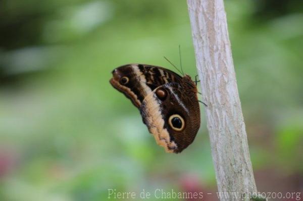 Yellow-edged giant owl butterfly