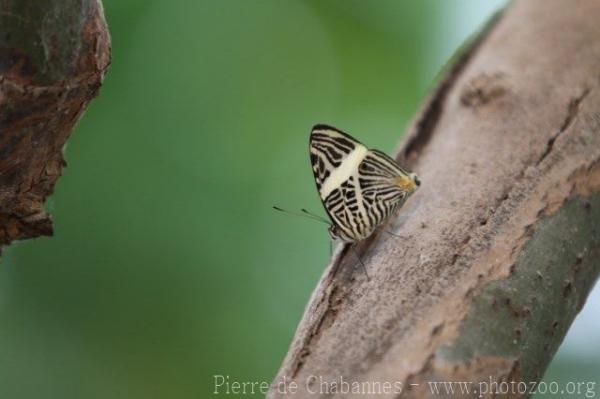 Zebra mosaic