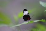 Sapho longwing