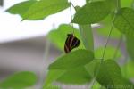 Banded orange heliconian