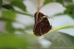 Peleides blue morpho