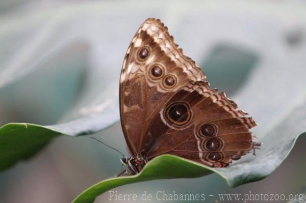 Peleides blue morpho