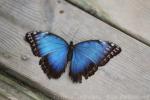 Peleides blue morpho