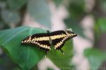 King Swallowtail