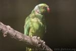 Mauritius parakeet