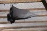 Livingstone's flying fox