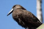 Hamerkop