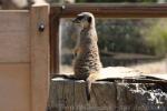 Slender-tailed meerkat