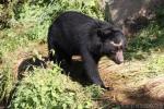 Spectacled bear