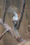 American red squirrel