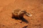 Cape ground squirrel