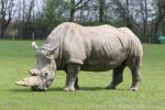 Southern white rhinoceros