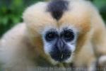 Northern white-cheeked crested gibbon