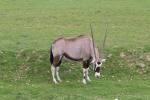 Gemsbok