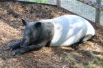 Malayan tapir