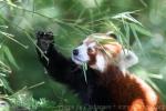 Red panda