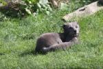 Arctic fox