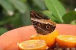 Yellow-edged giant owl