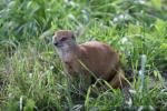 Yellow Mongoose