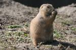 Black-tailed prairie dog