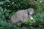 Pallas's cat