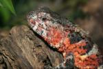 Chinese crocodile lizard