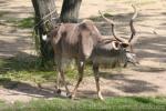 Greater kudu