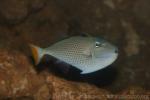 Sargassum triggerfish