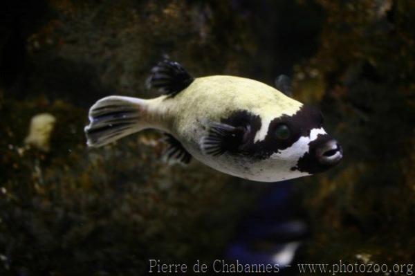 Masked puffer