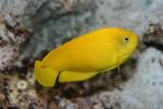 Yellow angelfish