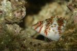 Dwarf hawkfish