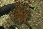 Parnaiba river stingray