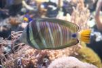 Sailfin tang