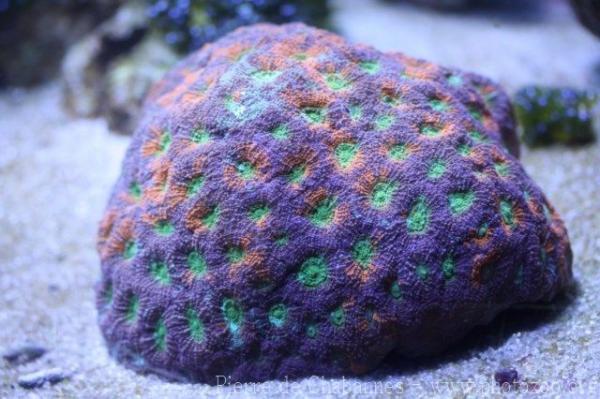 Starry cup coral