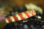 Gorgeous prawn-goby