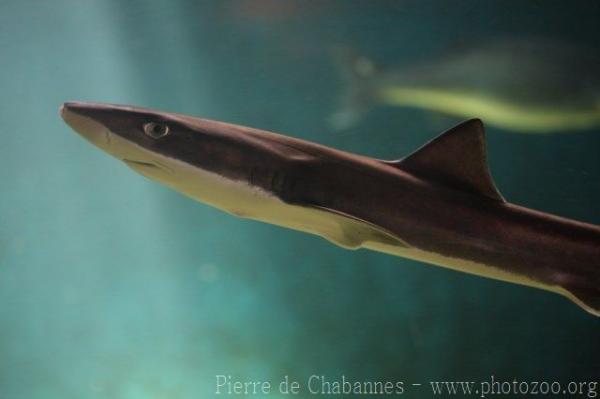 Tope shark