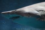 Sand tiger shark