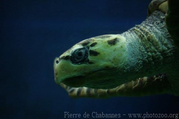 Atlantic green sea-turtle