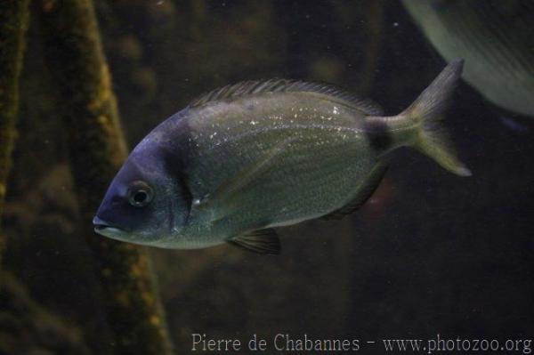 Common two-banded seabream