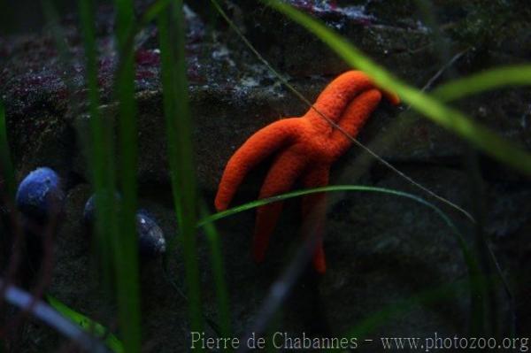 Red starfish